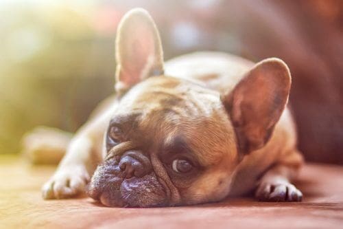 pet PLR